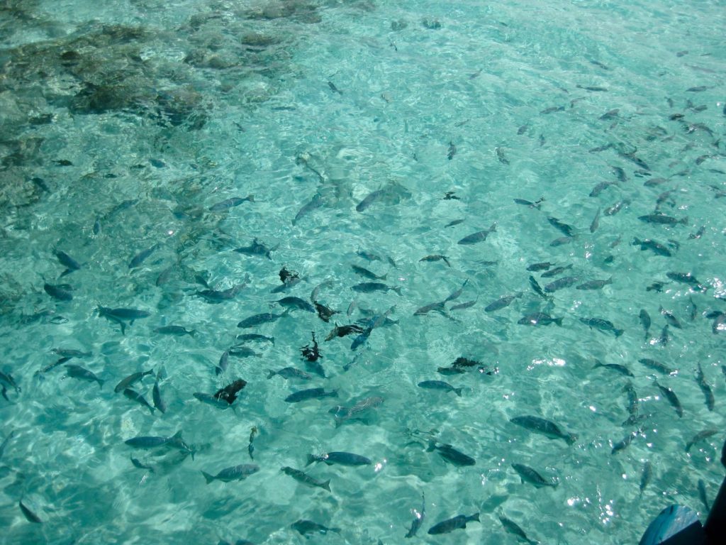 Maldiverne, Maldives, fish in water