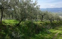 Olive grove umbria Italy