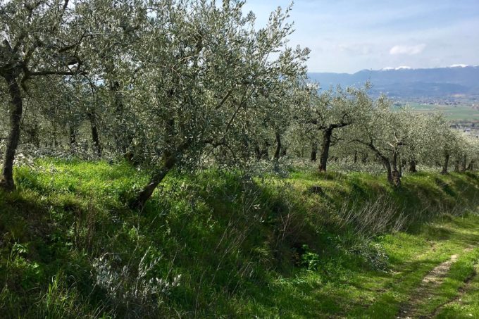 Olive grove umbria Italy