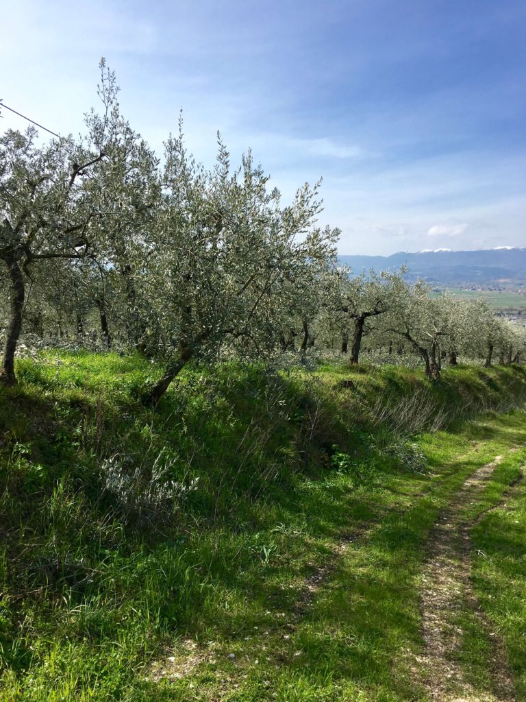 Olive grove umbria Italy