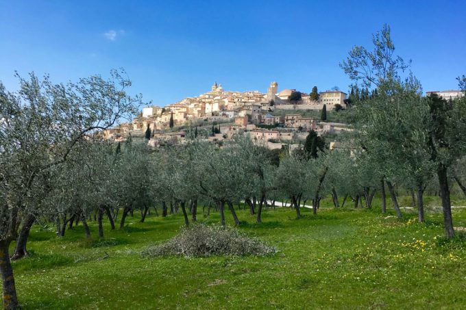 Umbria trevi olive tree