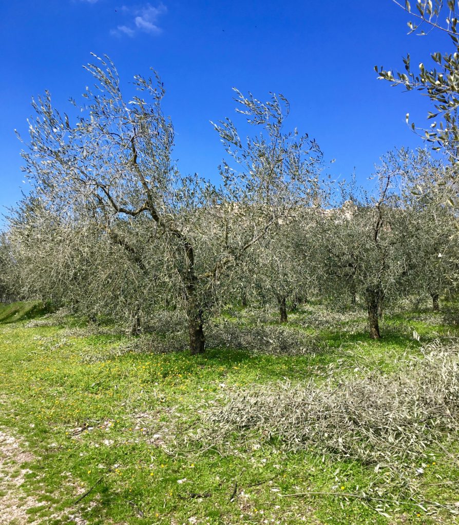 Umbria Olive tree