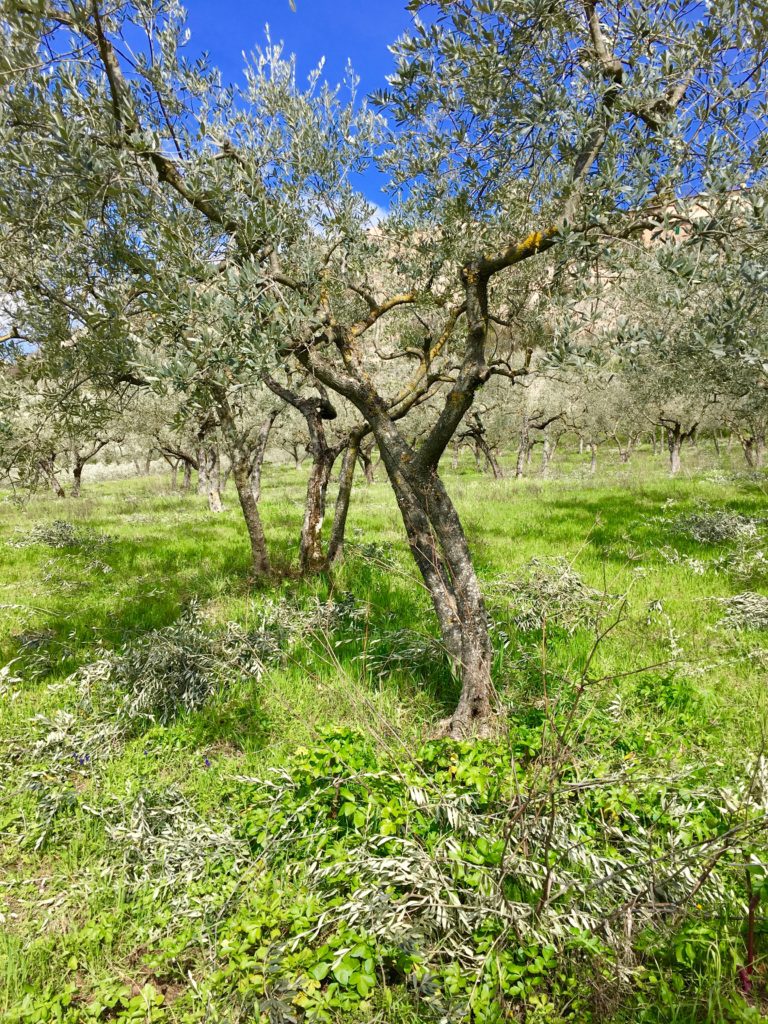 Umbria Trevi Olive tree