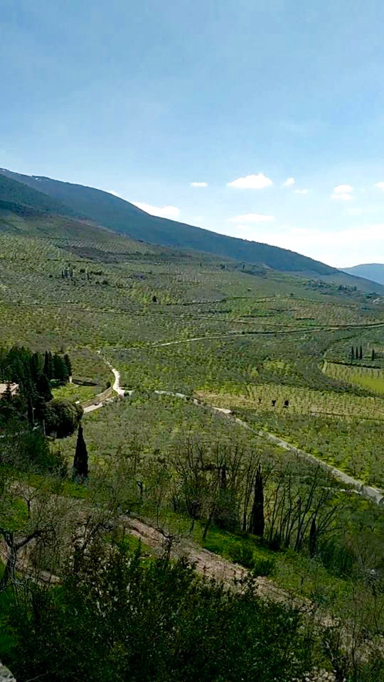 Umbria olive groves